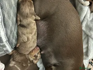 Miniature Dachshund dogs 1 little girl, miniature dapple dachshund - Advert 1