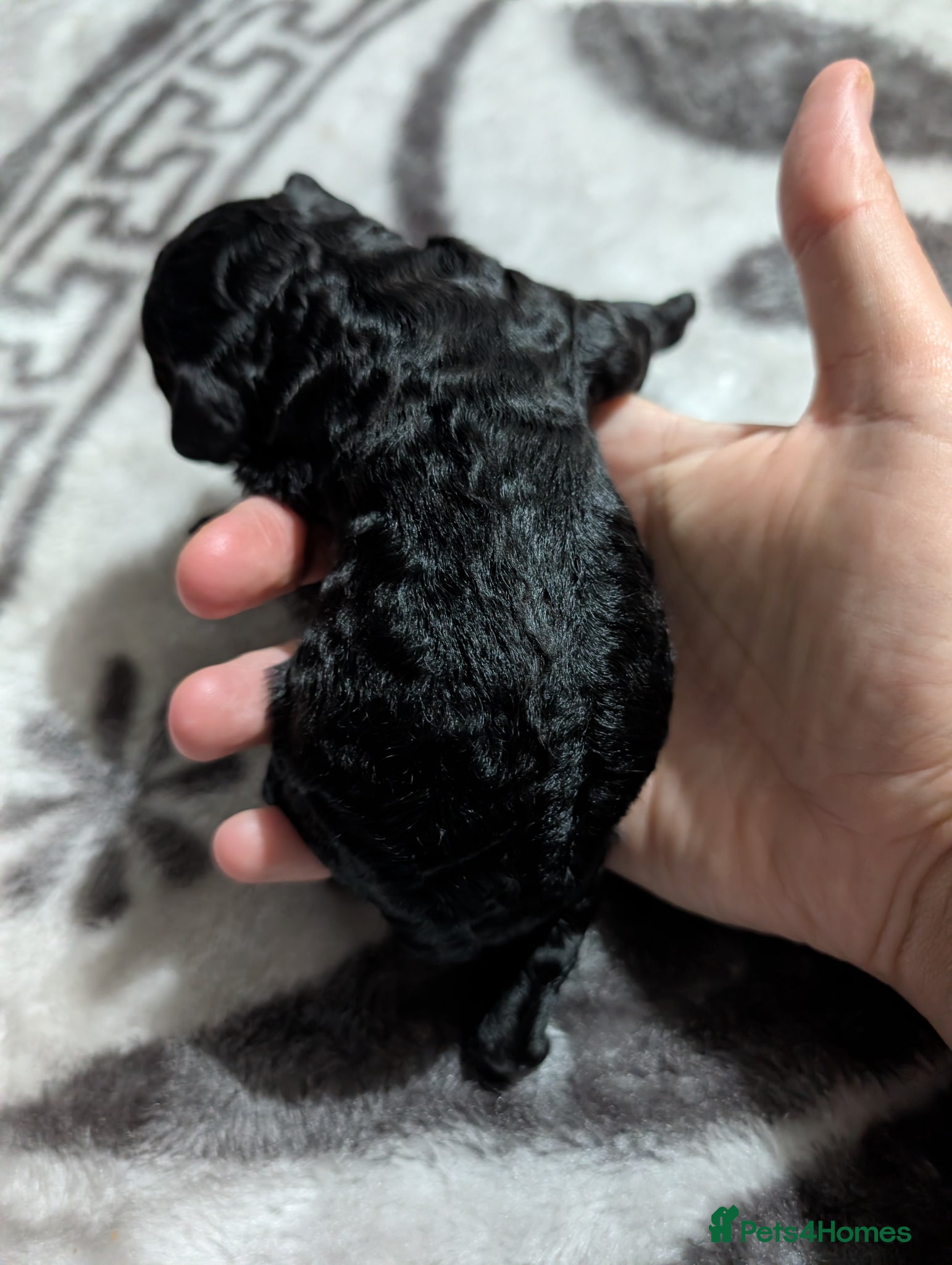 Cockapoo dogs F2b cockapoo pups health test parents - Advert 2