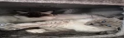 Ragdoll cats for sale: Beautiful GCCF Ragdoll - Advert 5