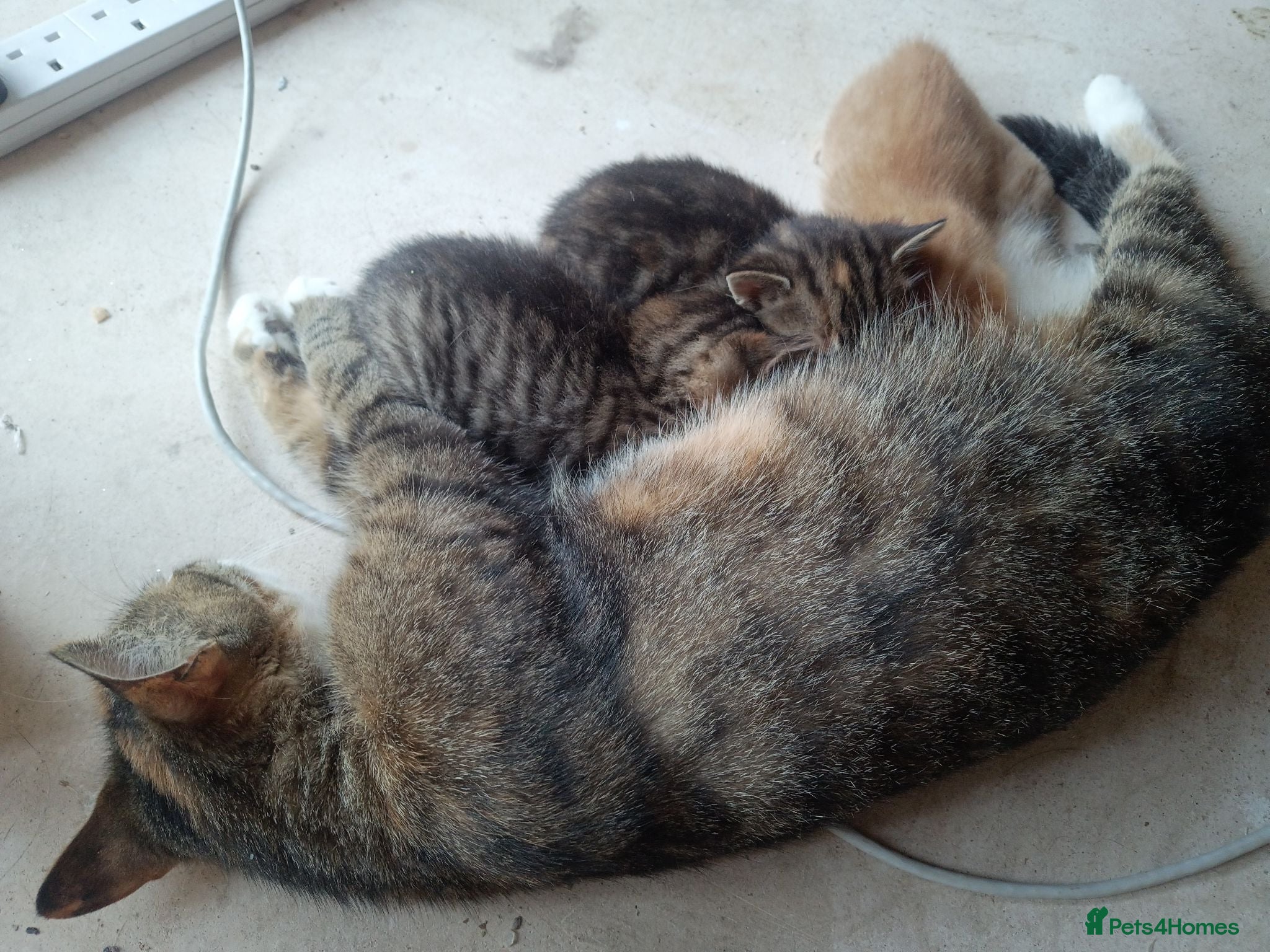Mixed Breed cats Mixed breed kittens for sale (1 boy, 2 girls) - Advert 1