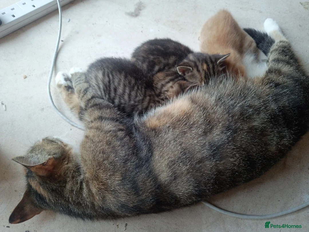 Mixed Breed cats for sale: Mixed breed kittens for sale (1 boy, 2 girls) - Advert 1