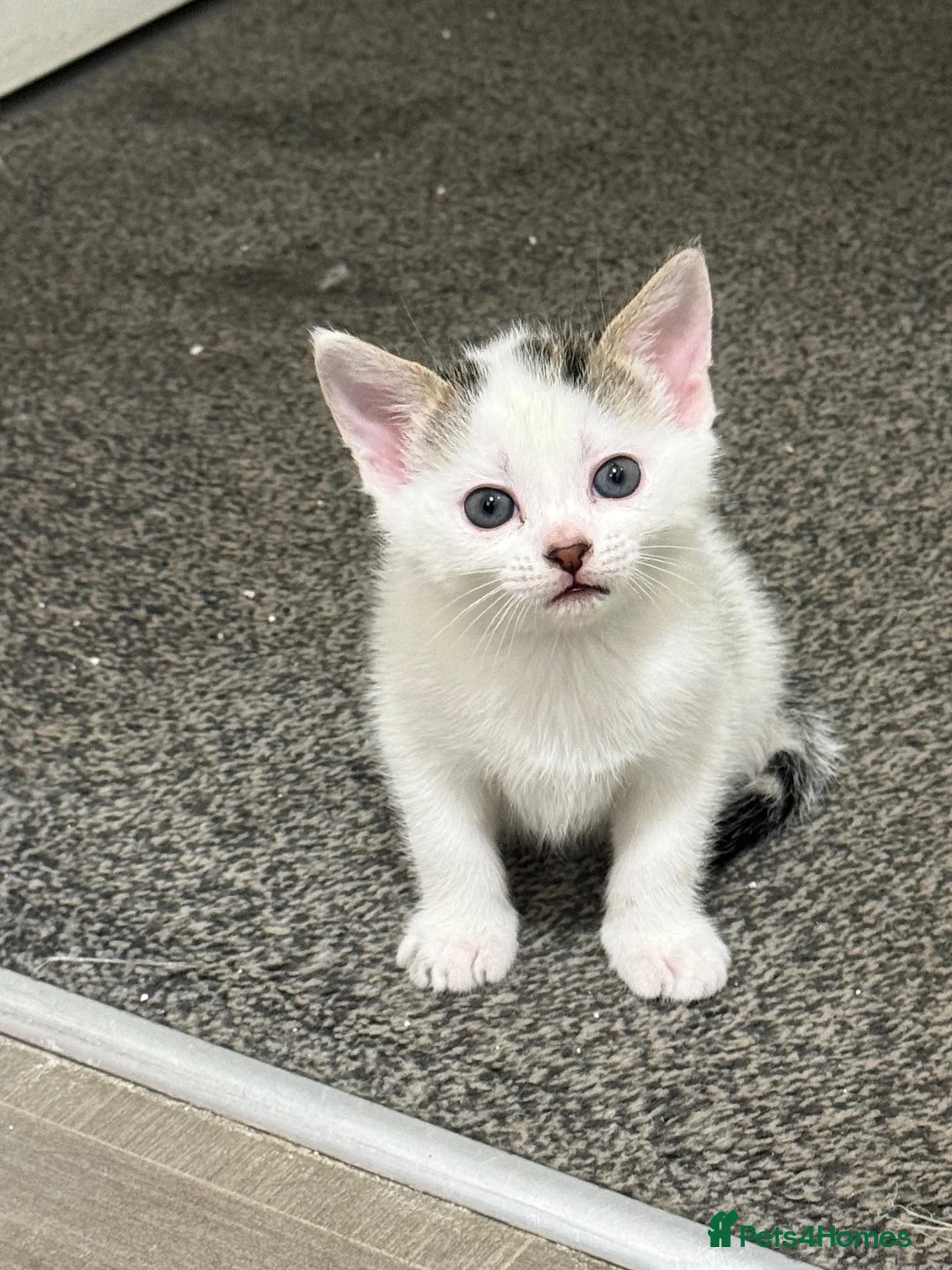 Mixed Breed cats for sale: LAST white FEMALE LEFT - Advert 2