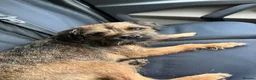 Border Terrier dogs for sale: KC Pedigree Border Terrier Pups - Advert 16
