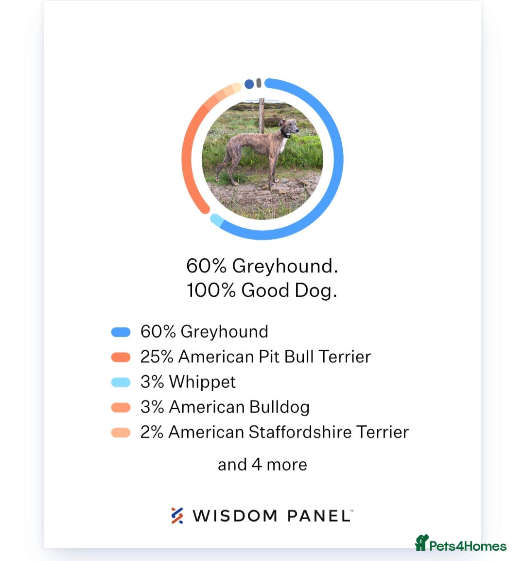 Lurcher dogs for sale: Beautiful litter of Lurcher pups - Advert 23