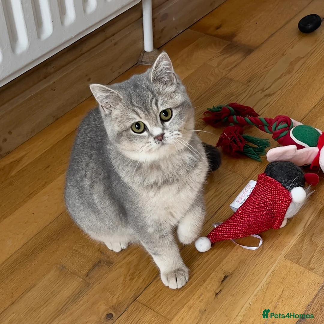 British Shorthair cats for sale: Only one TICA & GCCF British Shorthair Kitten  - Advert 7