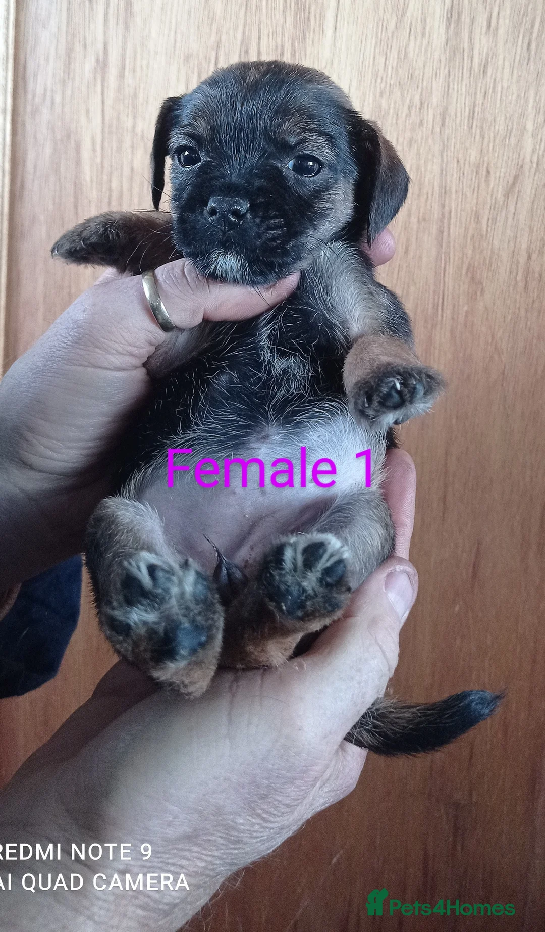 Border Terrier dogs for sale: Adorable Pedigree Border Terrier Puppies  in Poole - Advert 2