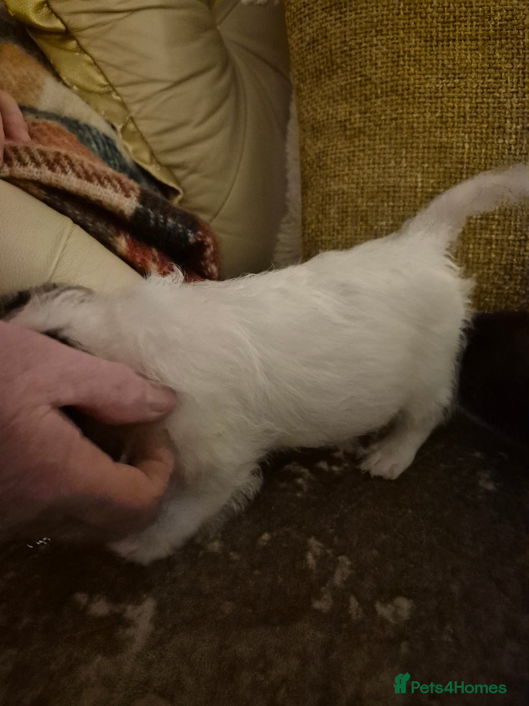 Jack Russell dogs for sale: Jack Russell boys ready now  **  - Advert 4