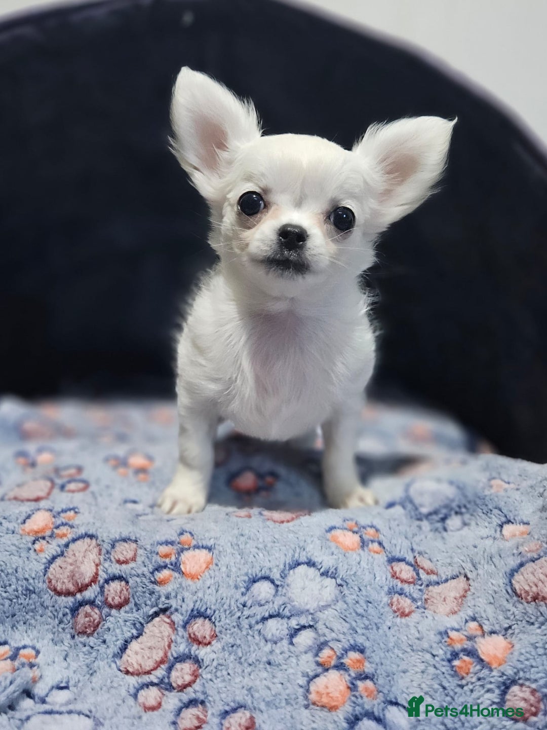 Chihuahua dogs for sale: Beautiful White long haired Chihuahua - Advert 3