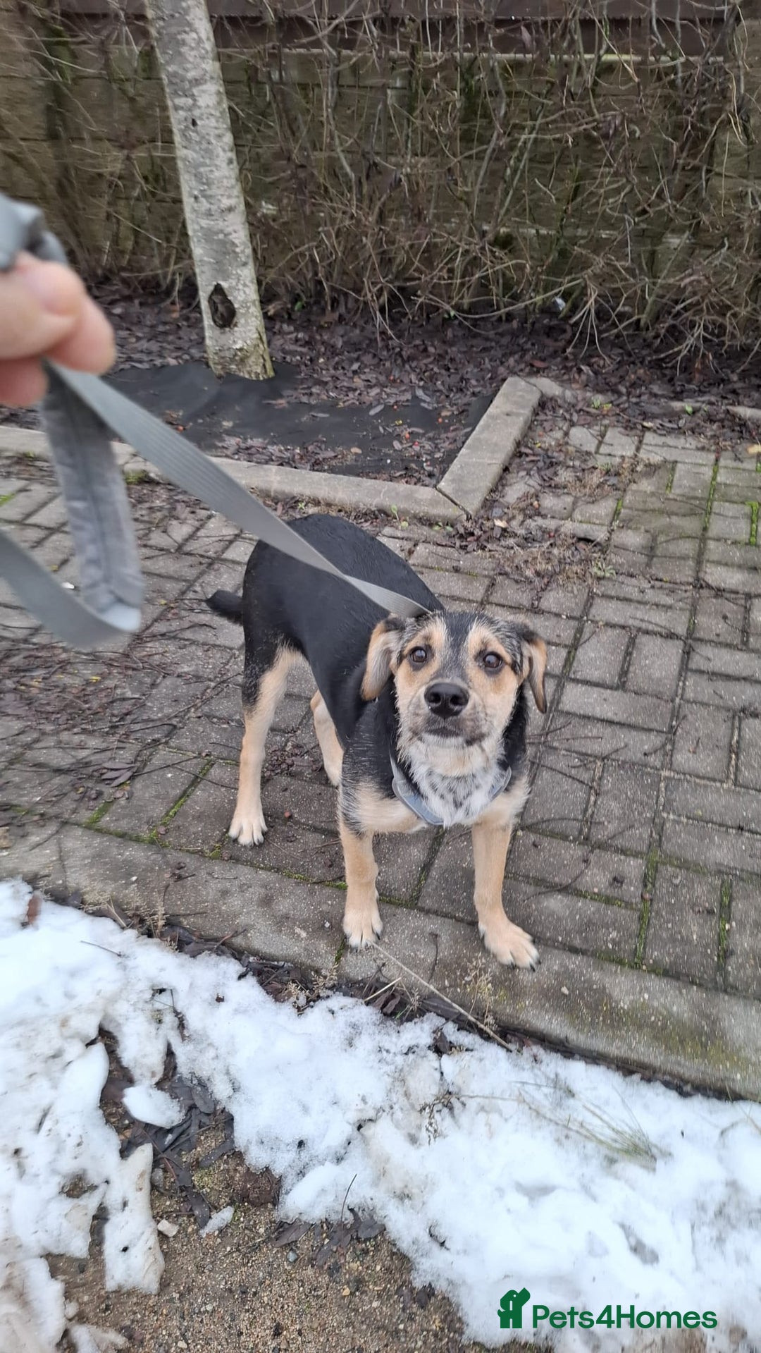 Border Collie dogs for adoption: PETER – Male Border Collie - Advert 1