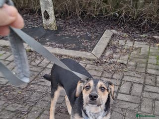 Border Collie dogs PETER – Male Border Collie - Advert 1