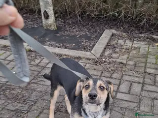 Border Collie dogs PETER – Male Border Collie - Advert 6