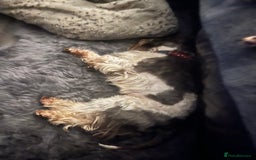 Miniature Schnauzer dogs for stud: CHOCOLATE / WHITE MINIATURE SCHNAUZER AT STUD in Coventry - Image 21