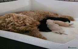 Mixed Breed dogs for sale: Schnockerpoo's - Image 13