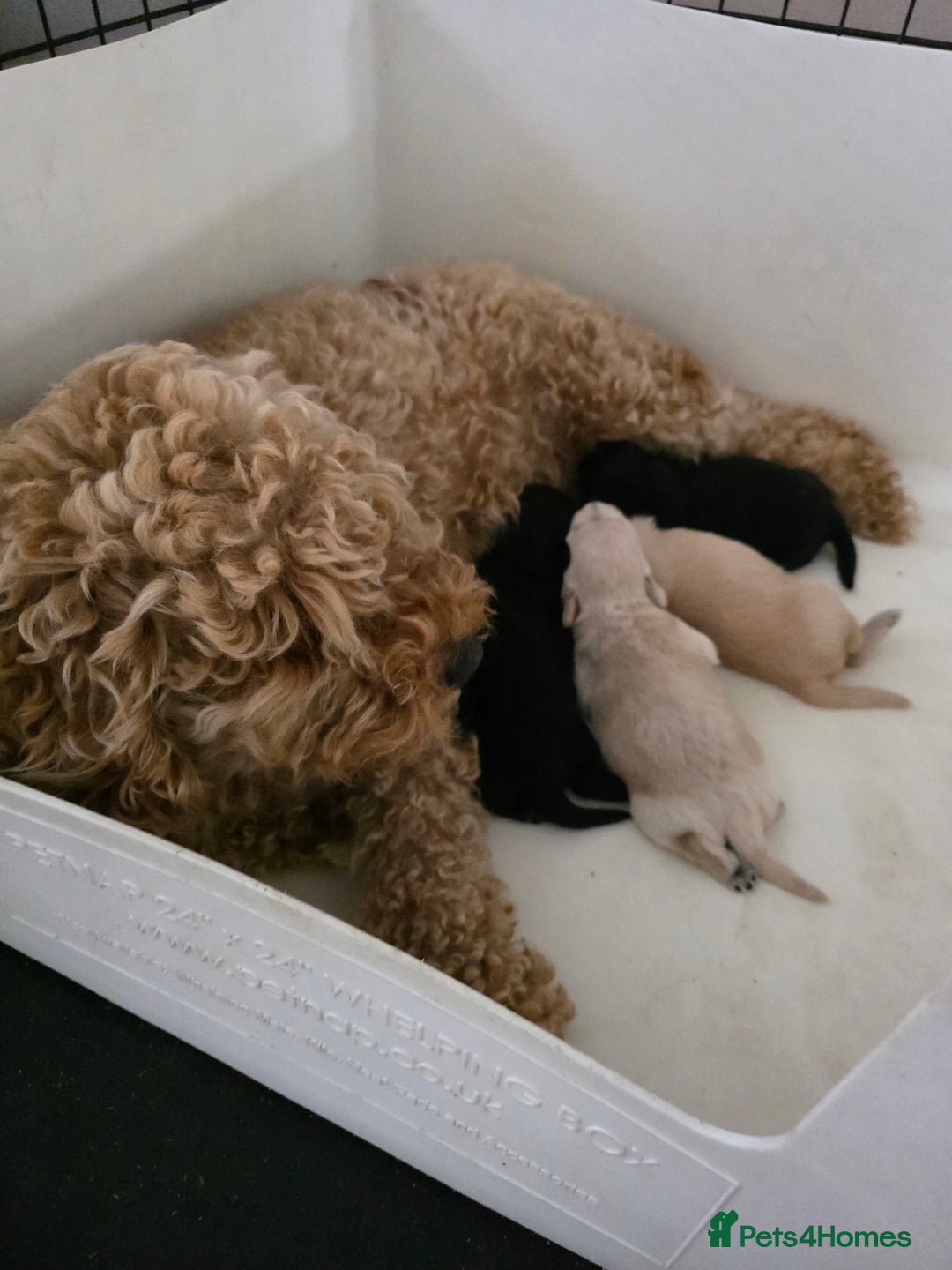 Mixed Breed dogs for sale: Schnockerpoo's - Image 13