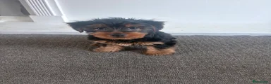 Yorkshire Terrier 2