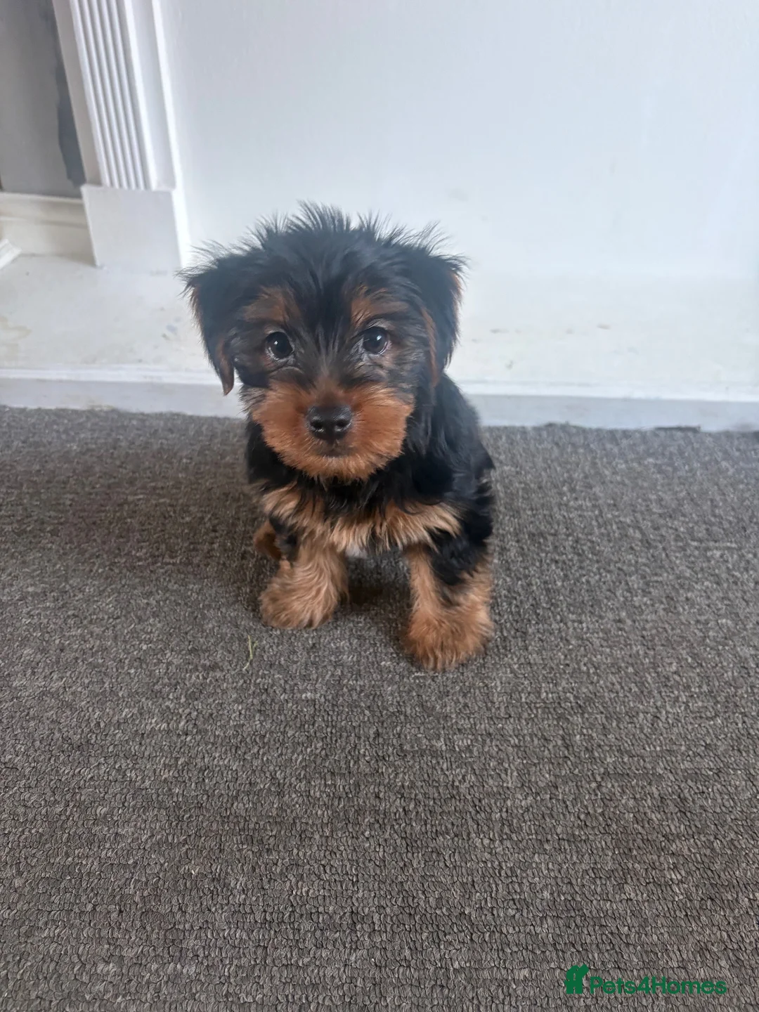 Yorkshire Terrier dogs for sale: 2 Male Yorkshire Terrier puppies  - Advert 10