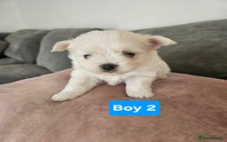 Maltipoo dogs for sale: F1 dna tested maltipoos - Image 6