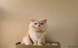 Maine Coon cats for sale: 3/4 Maine Coon Girl - Image 7