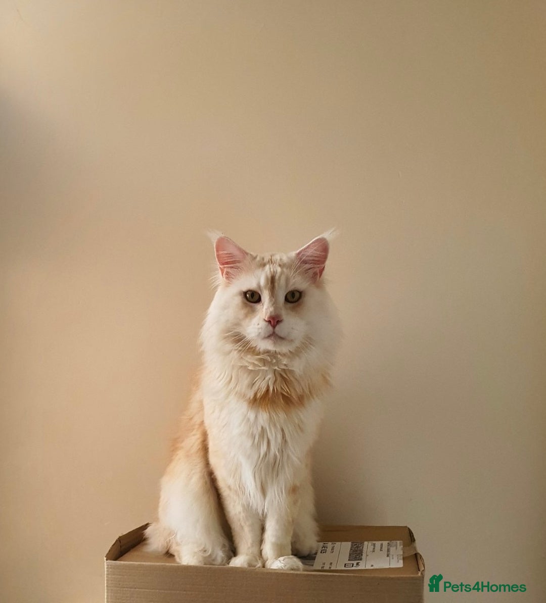 Maine Coon cats for sale: 3/4 Maine Coon Girl - Image 7