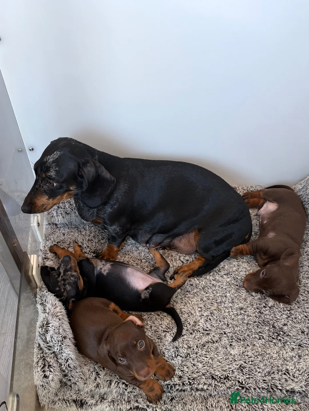Miniature Dachshund dogs for sale: Beautiful minture dachshunds puppies  - Advert 2