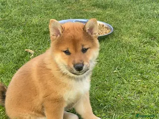 Japanese Shiba Inu dogs Chunky healthy Shiba Puppies - Advert 11