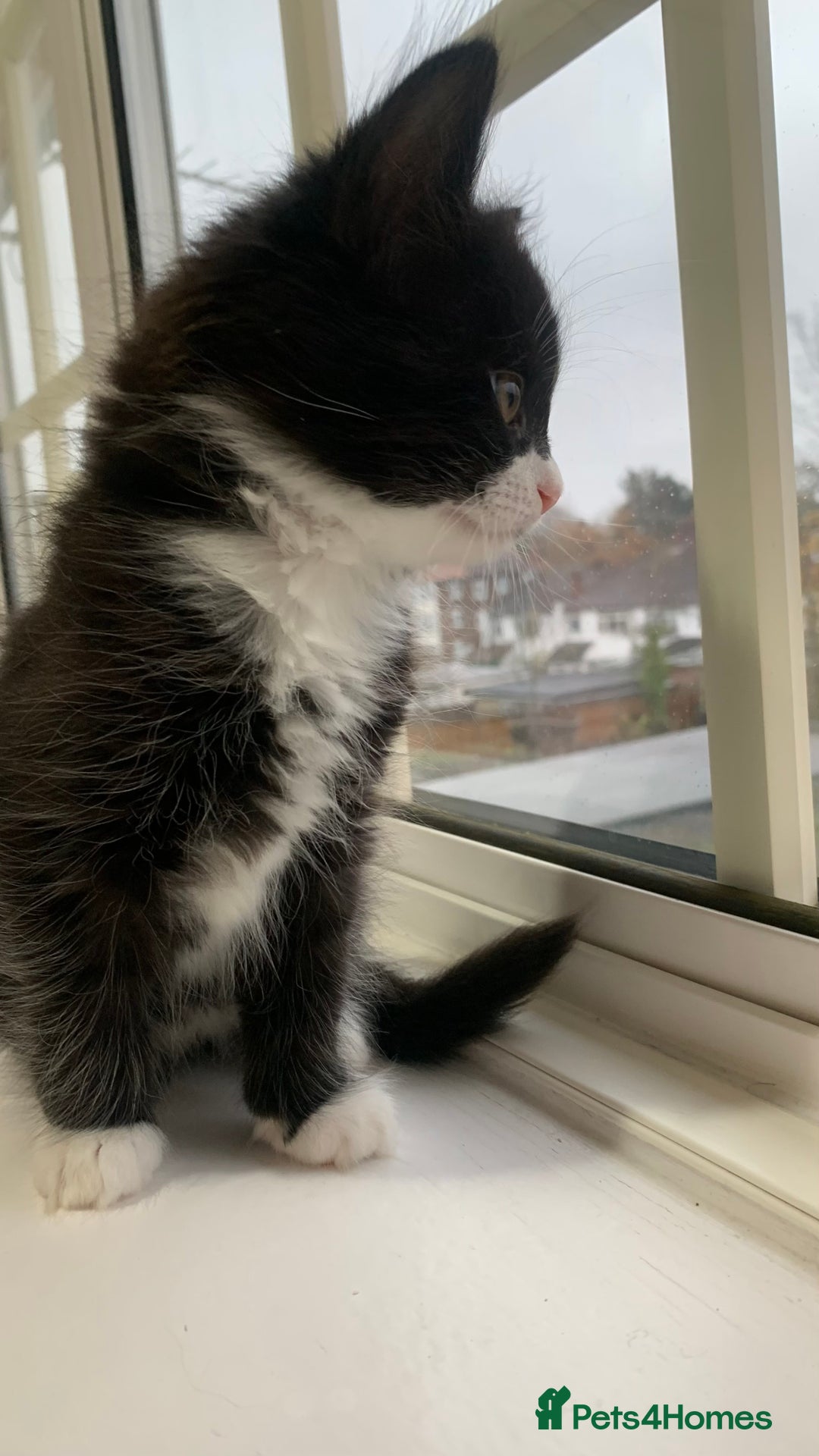 Domestic Shorthair cats for sale: ✨5 Beautiful Kittens Looking for Loving Homes✨ - Advert 4