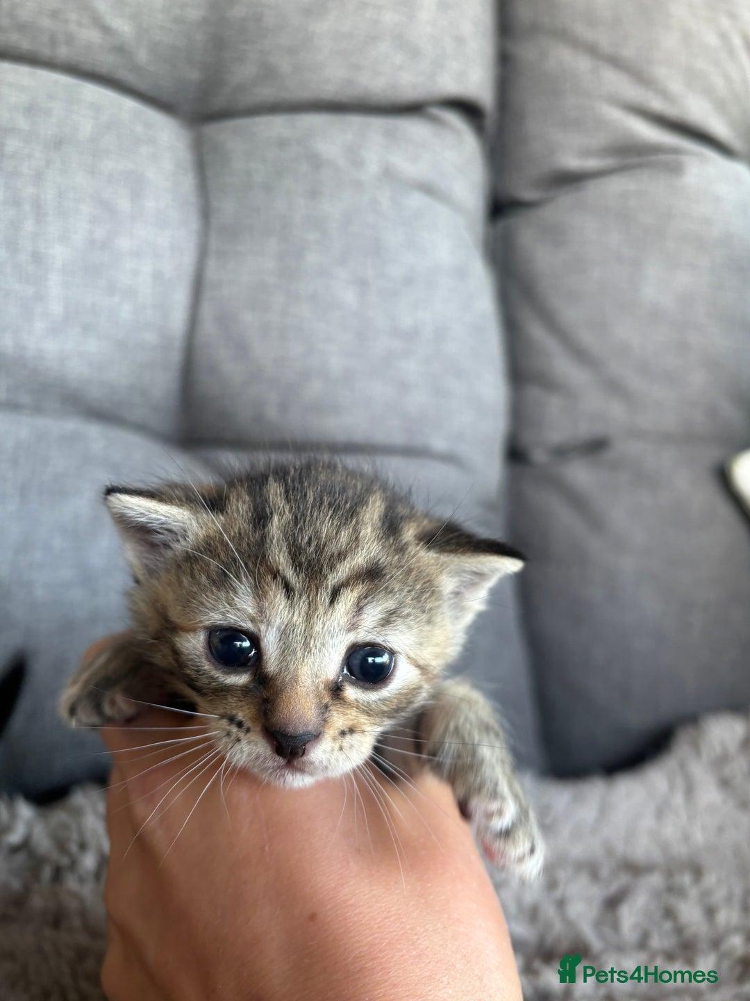 Mixed Breed cats for sale: Cute Kittens for sale! - Image 3