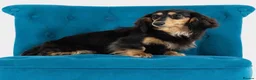 Miniature Dachshund dogs for sale: Stunning mini long cream girl  - Advert 2