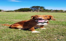 Mixed Breed dogs for sale: Stunning health tested sprollie x cocker  - Image 6