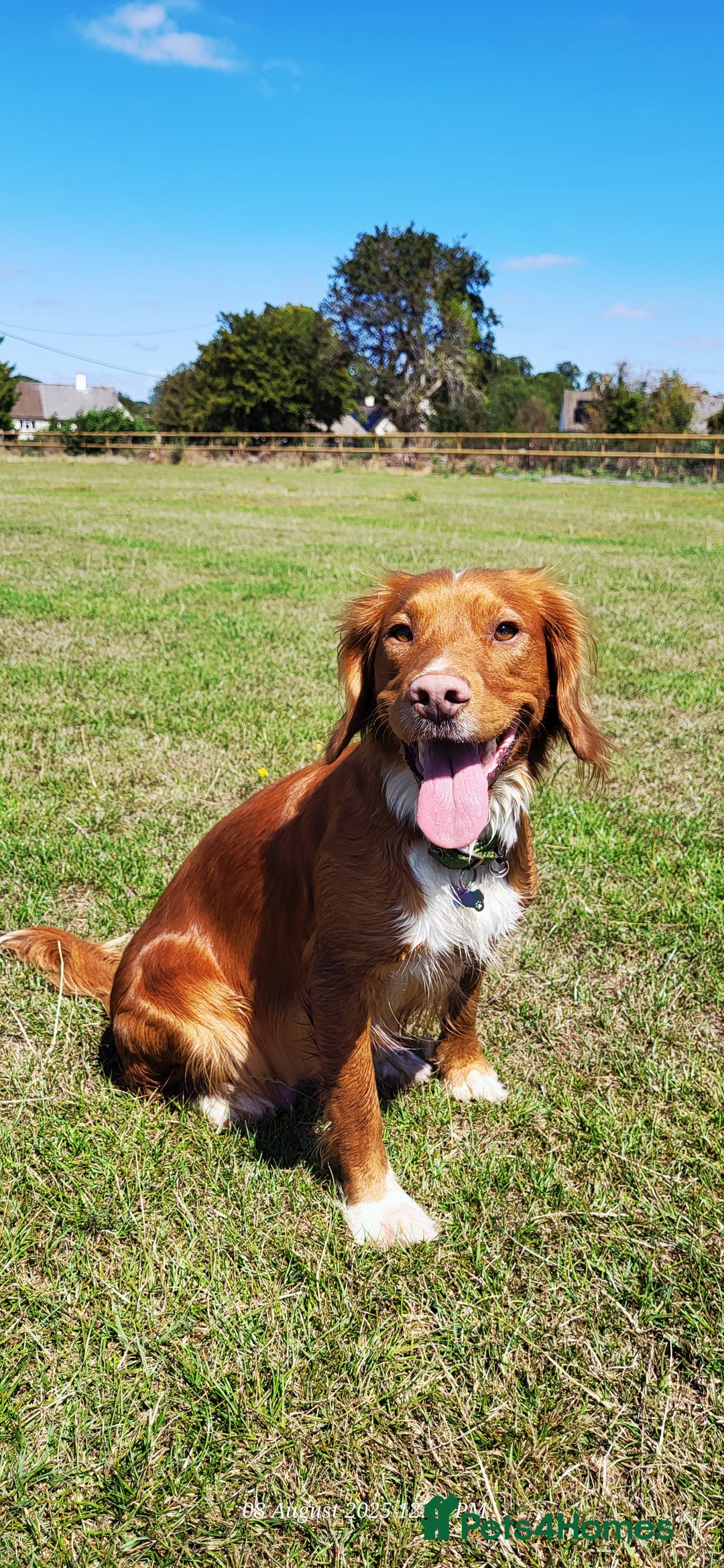 Mixed Breed dogs for sale: Stunning health tested sprollie x cocker  - Image 6