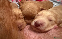 Cockapoo dogs for sale: F1B Cockerpoo puppies looking for new homes - Image 4