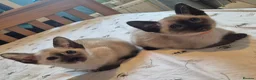 Siamese cats for sale: Stunning siamese kittens - Advert 4