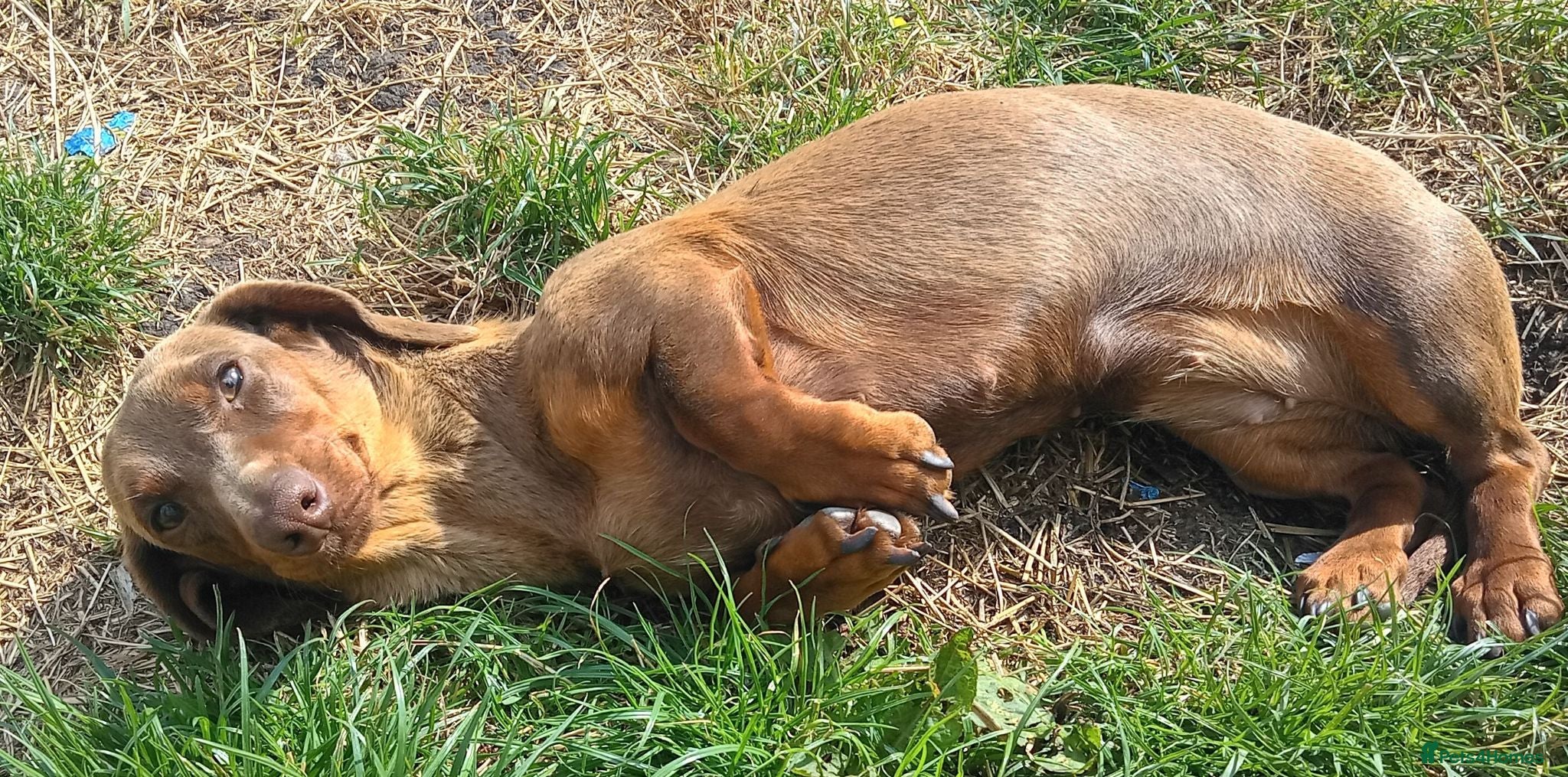 Dachshund dogs KC registerd daschund female - Advert 16