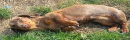 Dachshund dogs for sale: KC daschund female - Advert 2