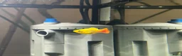 Live Bearers fish for sale: 1 male Platy and 8 gold WCMM  - Advert 4