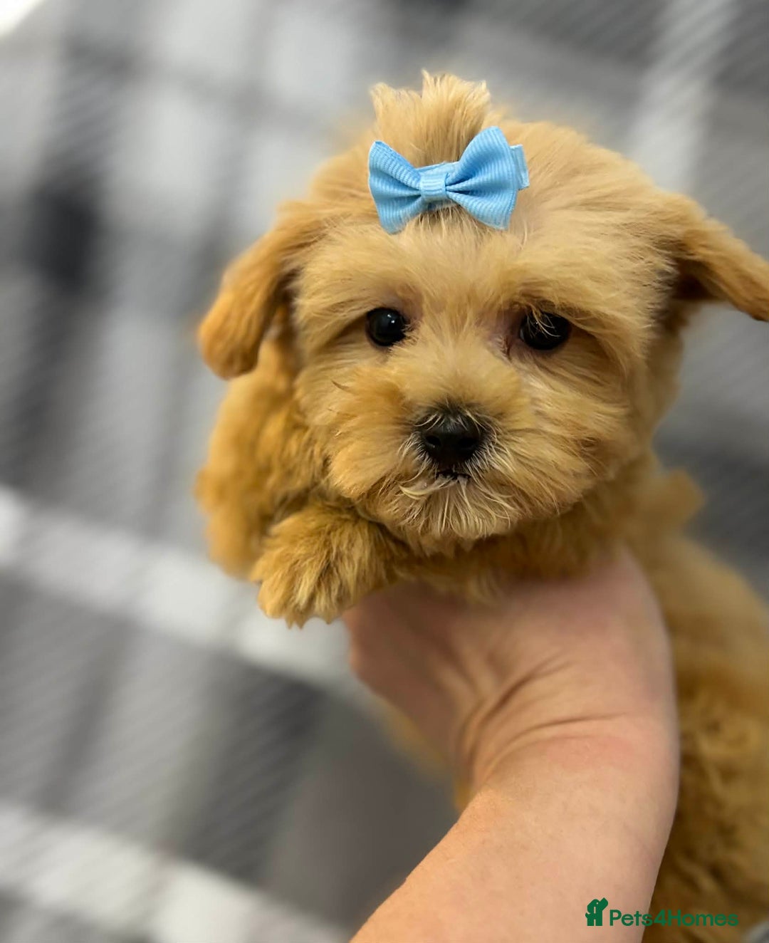 Maltipoo dogs for sale: Maltipoo red golden apricot small puppies ready - Advert 6