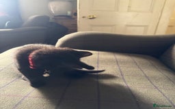 Mixed Breed cats for sale: 3 black British short haired x ragdoll kittens - Image 24