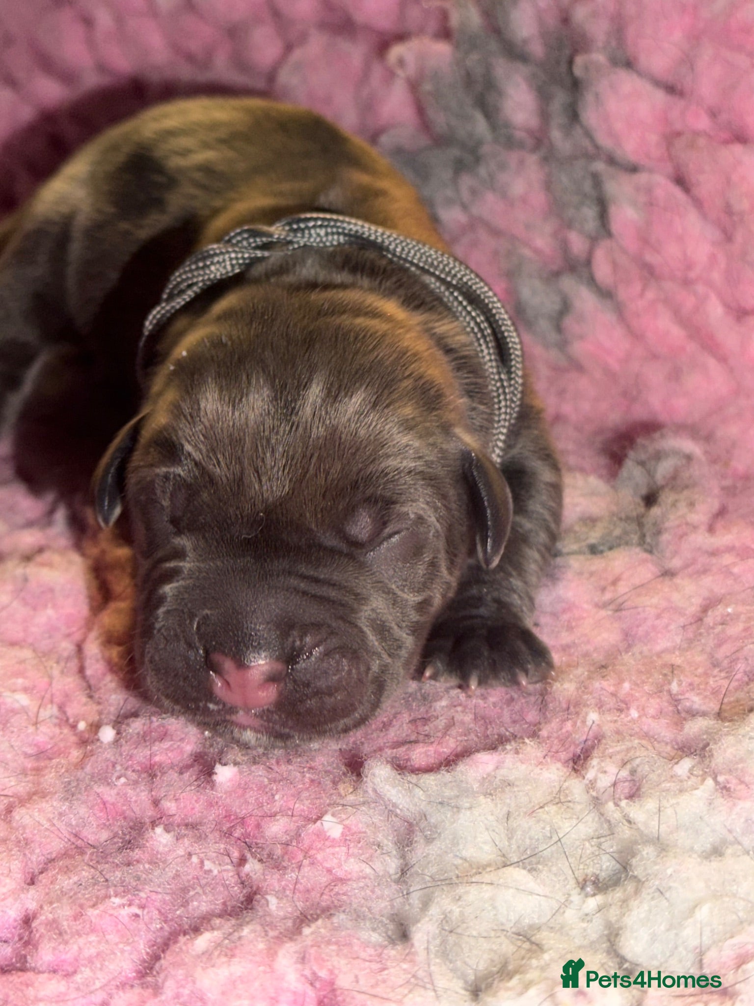 Cane Corso dogs 🐾 LITTER „K” COMING SOON 🐾 - Advert 2