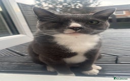 Domestic Shorthair cats for sale: Affectionate Cat Seeks Outdoor Home - Image 1