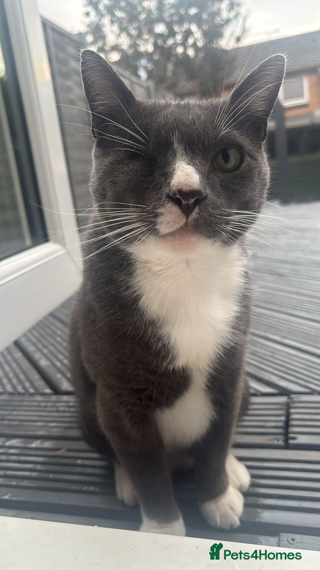 Domestic Shorthair cats for sale: Affectionate Cat Seeks Outdoor Home - Image 1