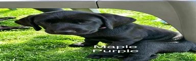 Labrador Retriever Puppy 9
