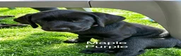 Labrador Retriever dogs for sale: Gorgeous Black Labrador Puppies - READY NOW - Advert 5