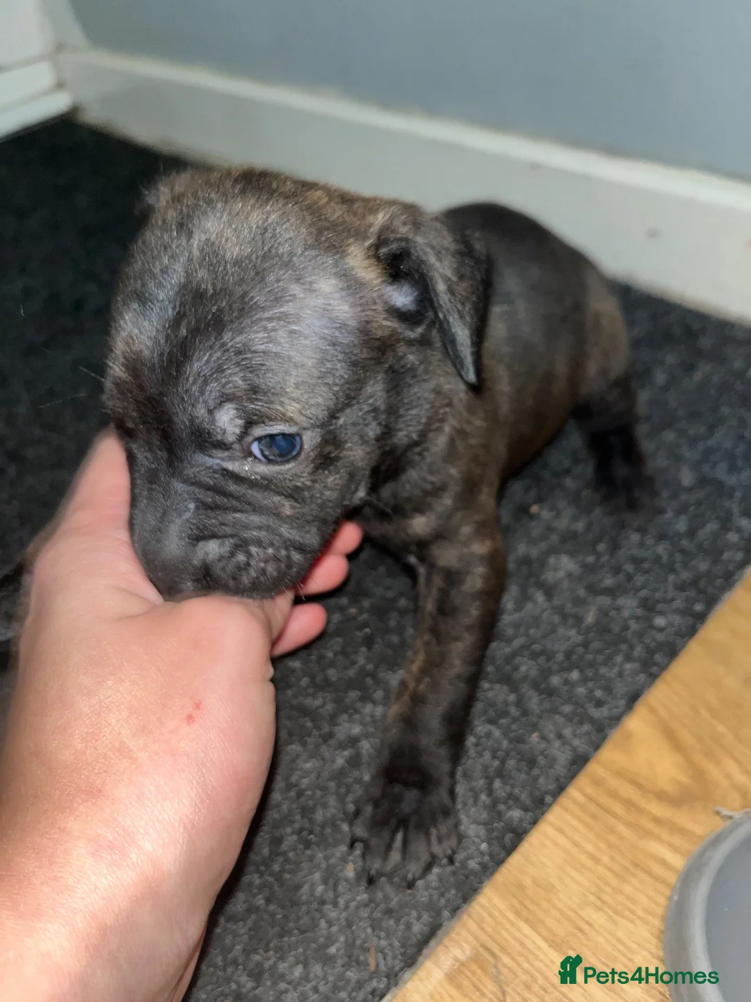 Staffordshire Bull Terrier dogs for sale: Staffie puppy in Hayes - Advert 5