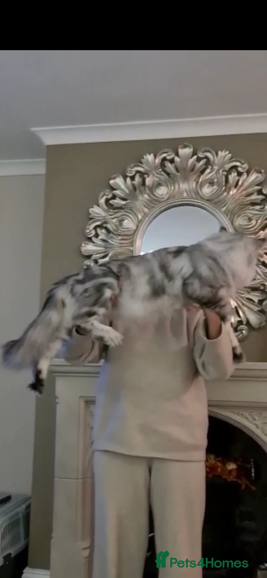 Maine Coon cats for sale: Champion blood line kittens  - Advert 3