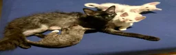 LaPerm cats for sale: Cuddly, curly-coated LaPerm kittens. - Advert 6