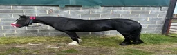 Riding pony horses for sale: 12 yr old cob mare. Perfect happy hacker/lead rein - Advert 3
