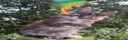 Maine Coon cats for sale: STUNNING BLACK SILVER TORTIE MAINE COON  - Advert 4