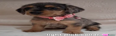 Light pink collar 
