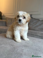 Cavapoo dogs Stunning F1 Cavapoo’s - Advert 14