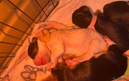 Mixed Breed dogs for sale: Border doodle - Image 6
